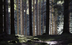 The Dalsland skog people