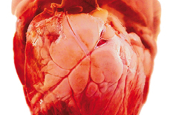 Operabyrån - Ingjutet i mitt hjärta
