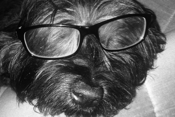 Dumky Dog Show