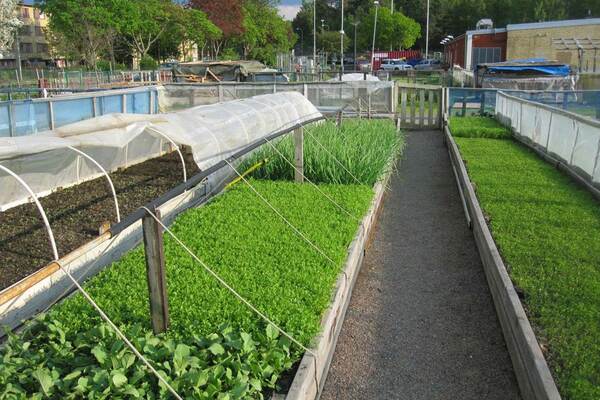 Mellanrum 58: Den lokala maten - hur skapar vi bättre ekonomi för närproducerad mat?