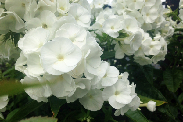 Föreläsning på HDK: Kristina Fridh – japanska trädgårdar