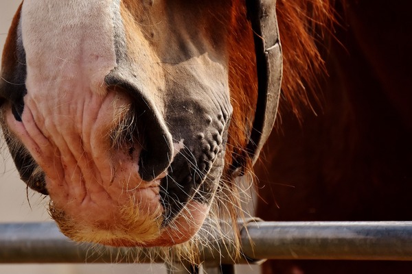 Ur hästens egen mun: KonstAB