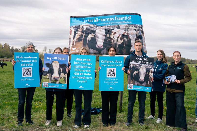 Panelsamtal: Why Look at Cows