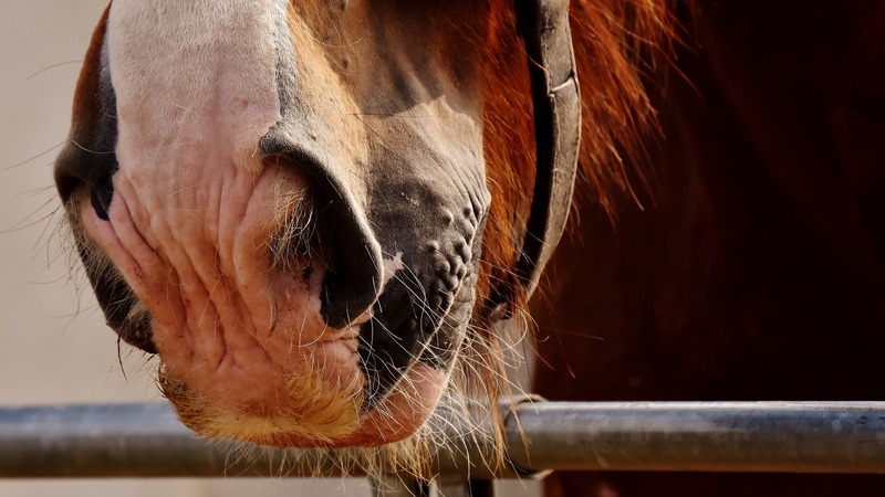 Ur hästens egen mun: KonstAB